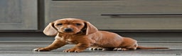 Miniature Dachshund dogs for sale: Tommy - Ad 2