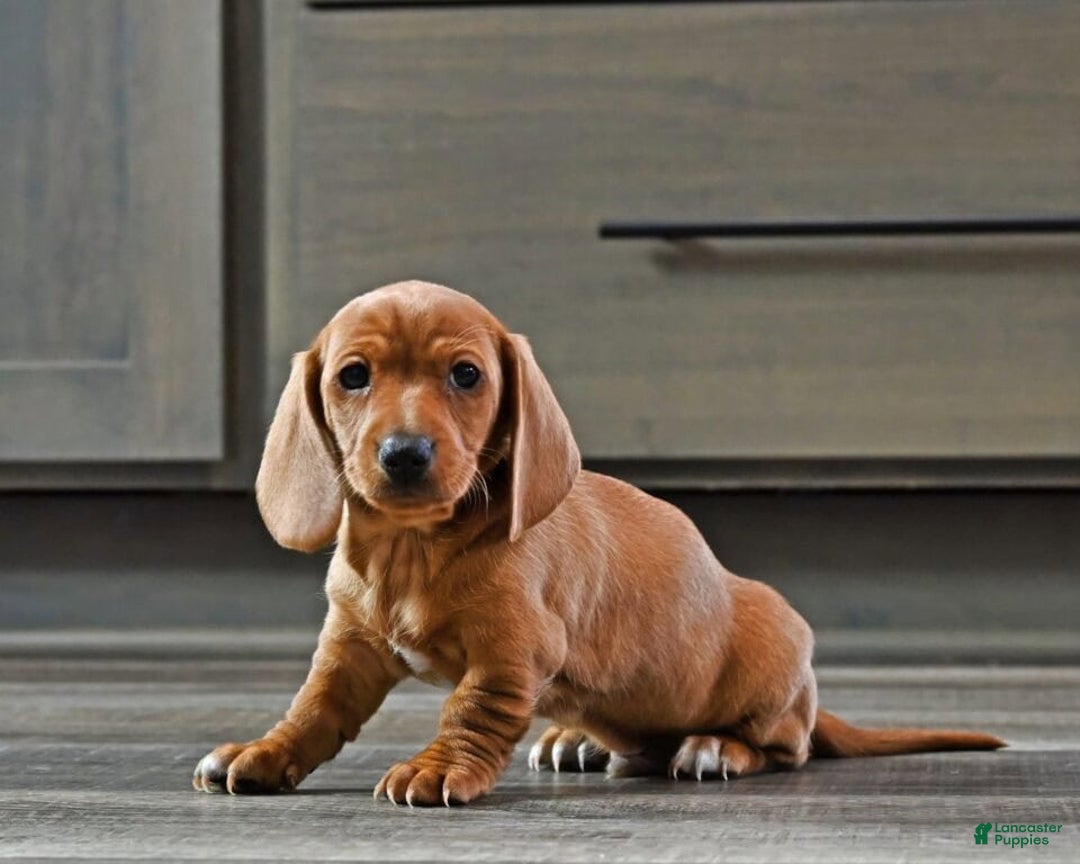 Miniature Dachshund dogs for sale: Tommy - Ad 2