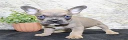 French Bulldog dogs for sale: Toby - Ad 3