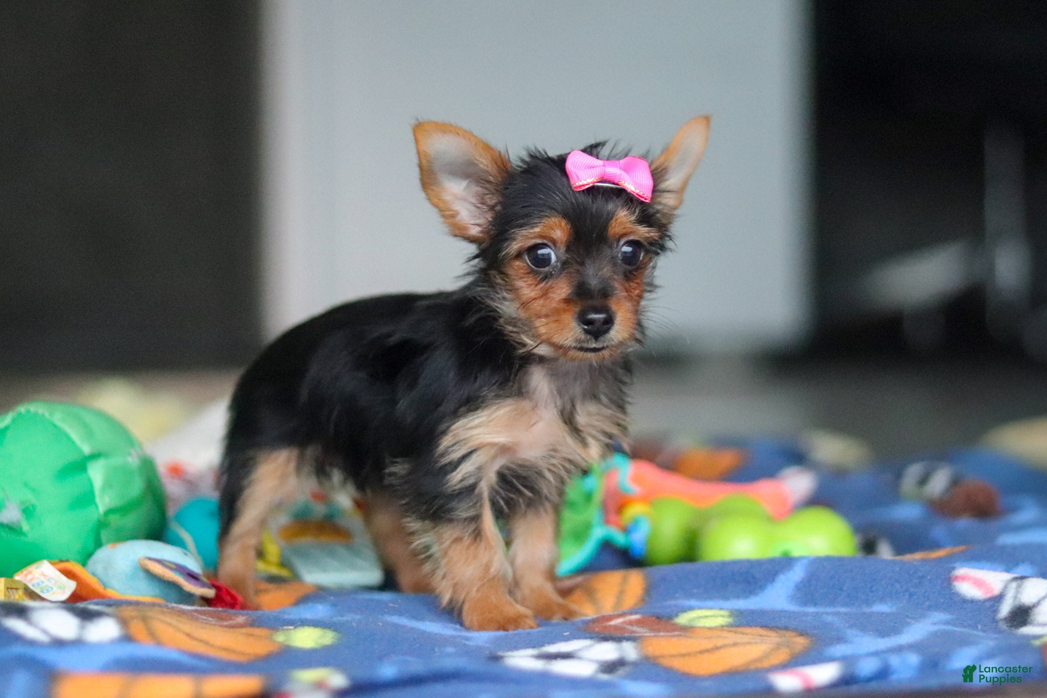 Yorkshire Terrier dogs Ellie - Ad 2