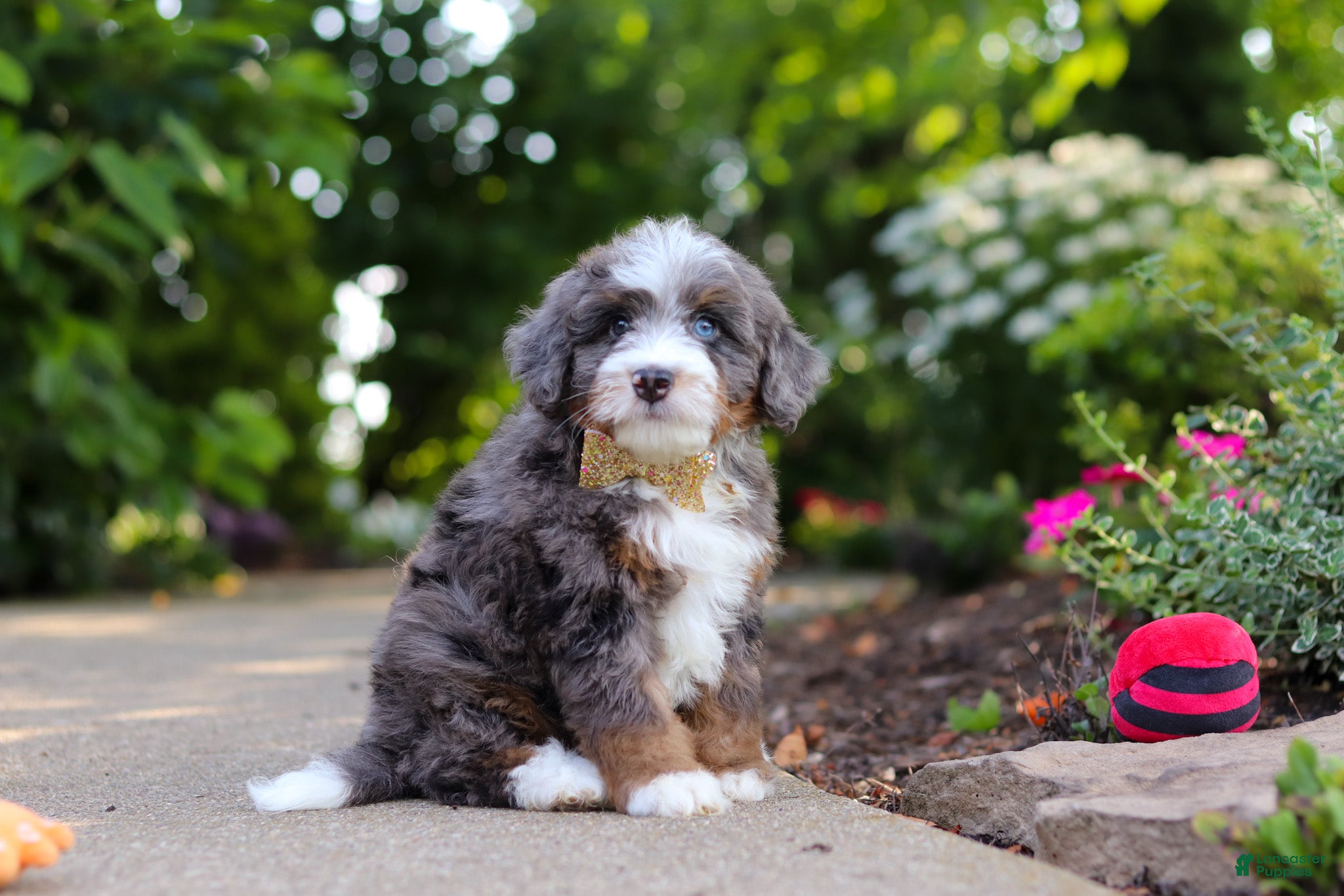 Mini Bernedoodle dogs Bear - Ad 2