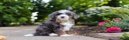 Mini Bernedoodle dogs for sale: Bear - Ad 2