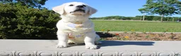 Golden Retriever dogs for sale: Chester - Ad 1