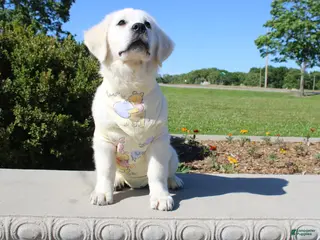 Golden Retriever dogs for sale: Chester - Ad 1