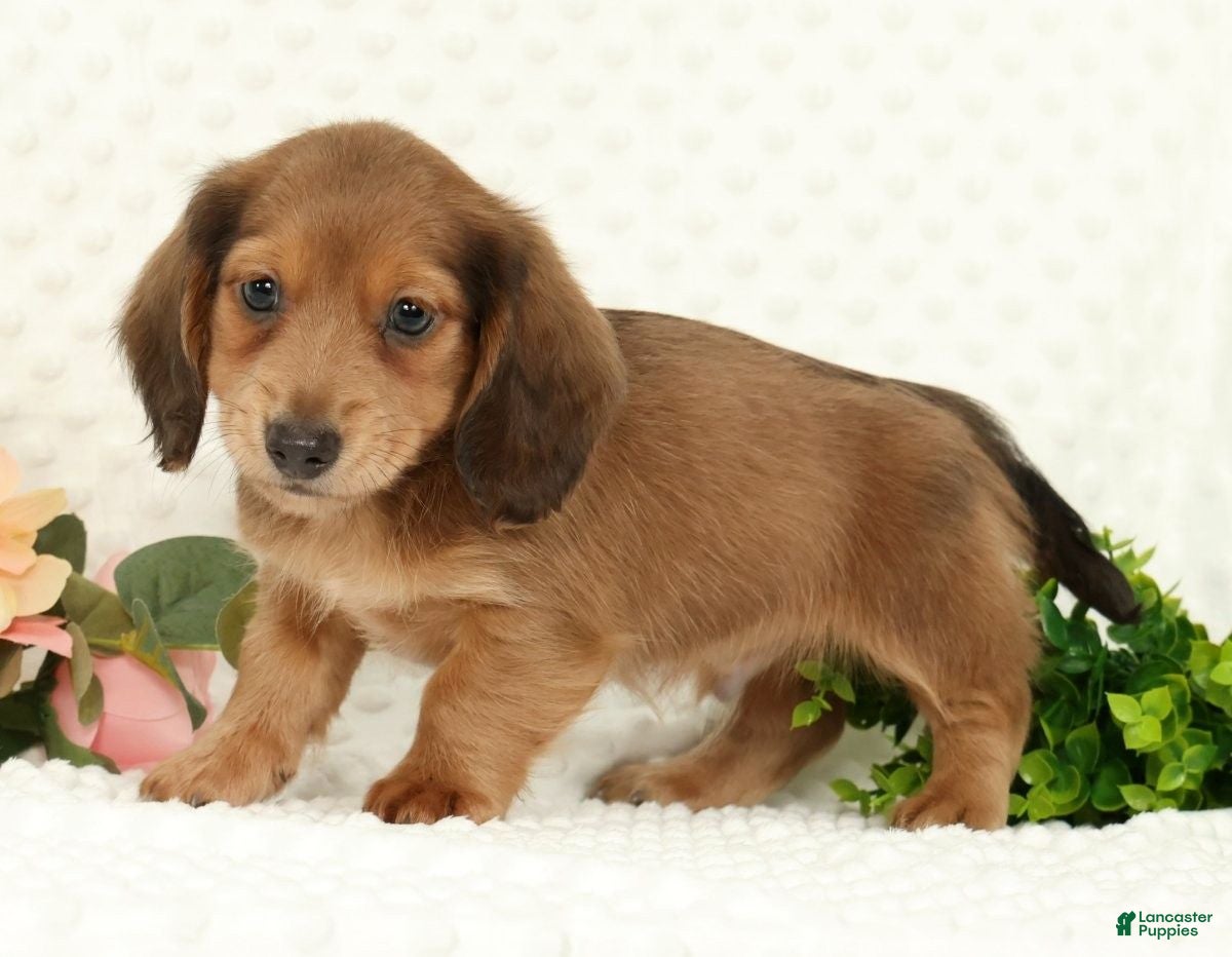Miniature Dachshund dogs for sale: Scott - Ad 5
