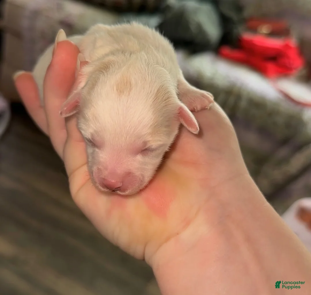 Pomapoo dogs for sale: Pomapoo 2 - Ad 1