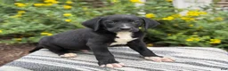 Mixed Breed dogs for sale: Griff - Ad 9