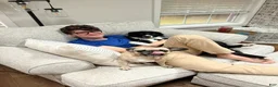 Border Collie dogs for sale: Border Collie Puppy 3 - Ad 12