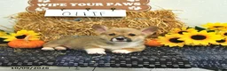 Welsh Corgi Pembroke dogs for sale: Ollie - Ad 4