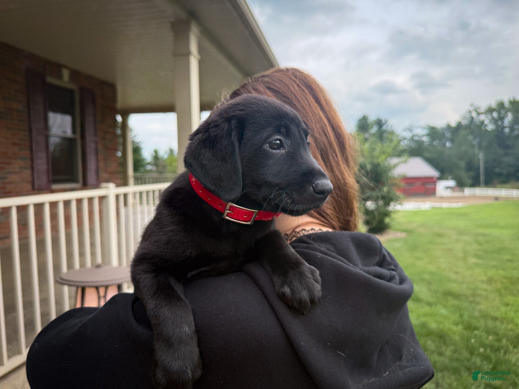 Labrador Retriever dogs Remi - Ad 1