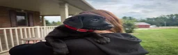 Labrador Retriever dogs for sale: Remi - Ad 1