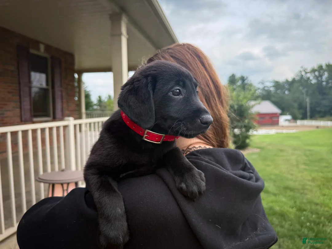 Labrador Retriever dogs for sale: Remi - Ad 1