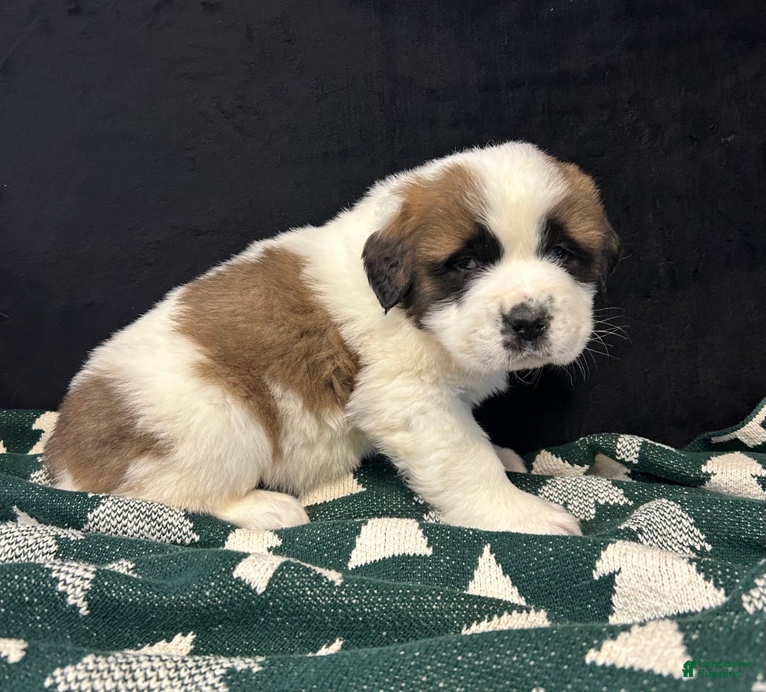 Saint Bernard dogs for sale: Cade - Ad 3