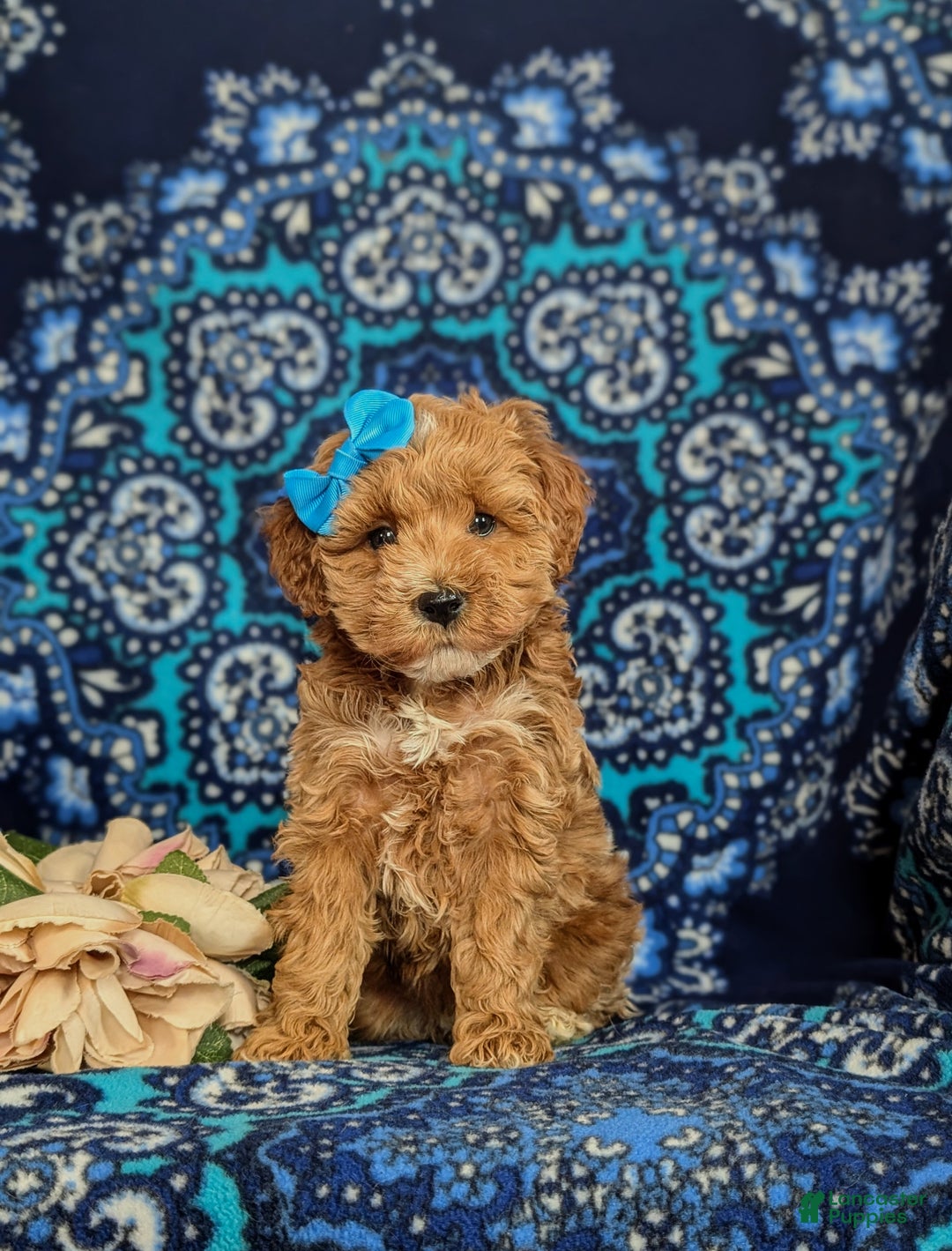 Mini Goldendoodle dogs for sale: Fergie 15 lbs Full grown Hypoallergenic - Ad 2