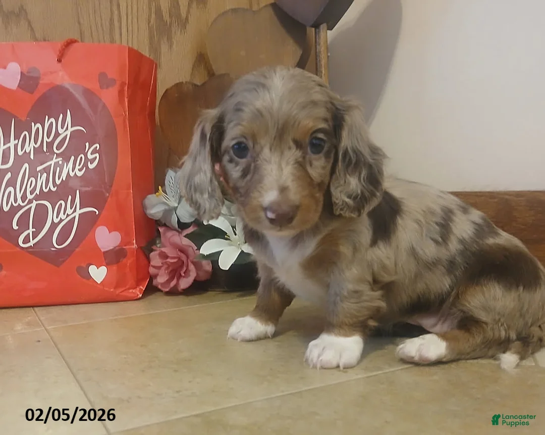 Miniature Dachshund dogs for sale: Dearest - Ad 1