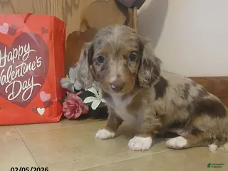 Miniature Dachshund dogs Dearest - Ad 8