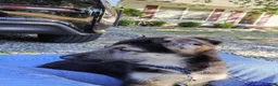 German Shepherd dogs for sale: German Shepherd 2 - Ad 12