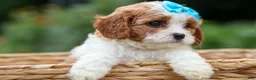 Cavapoo dogs for sale: Victor 🐾 - Ad 16