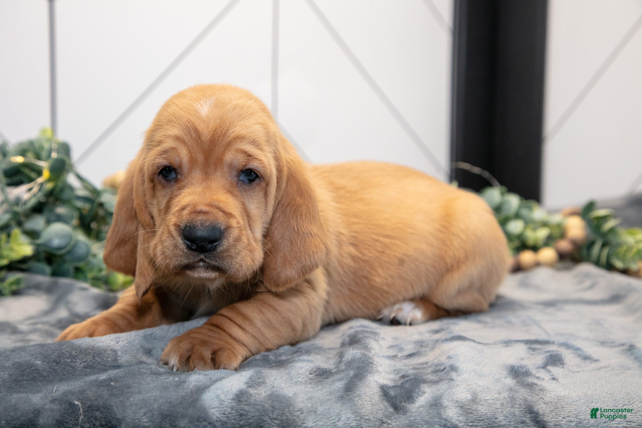 Basset Hound dogs Darwin - Ad 1