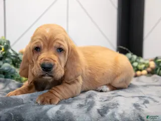 Basset Hound dogs for sale: Darwin - Ad 3
