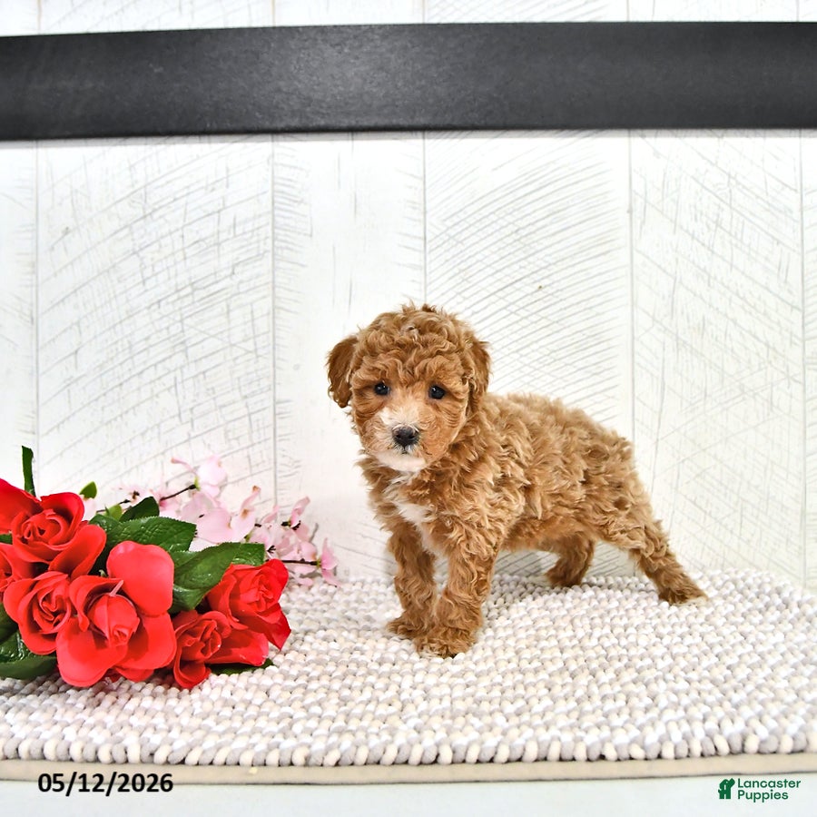 Miniature Poodle dogs Rena - Ad 2