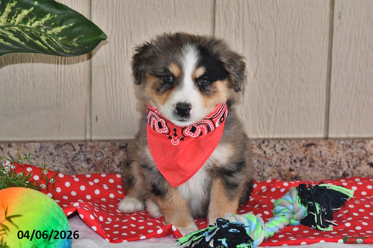 Australian Shepherd dogs Luke - Ad 1