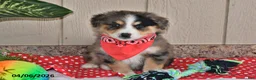 Australian Shepherd dogs for sale: Luke - Ad 1