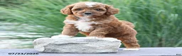 Toy Poodle dogs for sale: Lexie - Ad 3