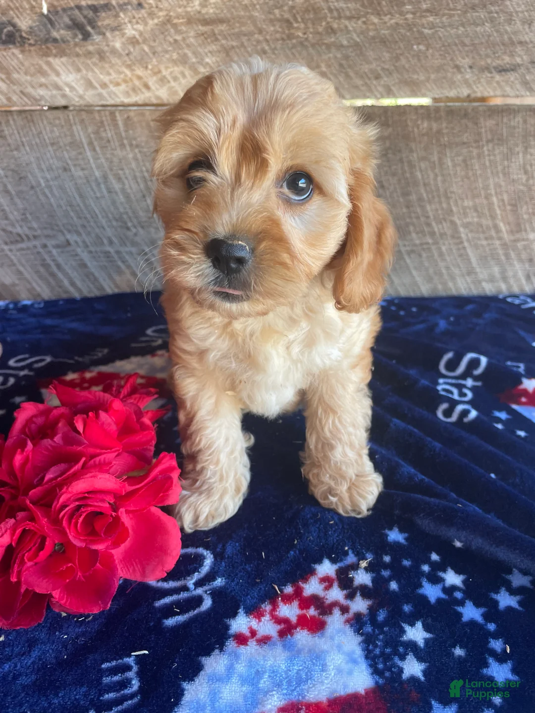 Cavapoochon dogs for sale: Benji - Ad 4