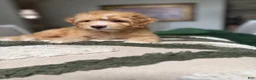 Mini Goldendoodle dogs for sale: Mini Goldendoodle 2 - Ad 3