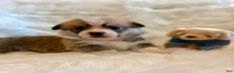 Welsh Corgi Pembroke dogs for sale: Luca - Ad 10