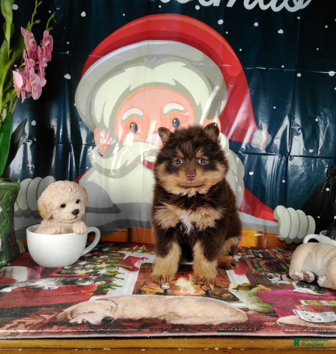Pomeranian dogs for sale: Pomeranian Puppy 1 - Ad 1