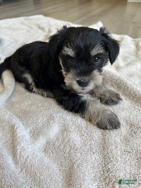 Miniature Schnauzer dogs Haven - Ad 38
