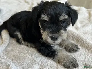 Miniature Schnauzer dogs Haven - Ad 30