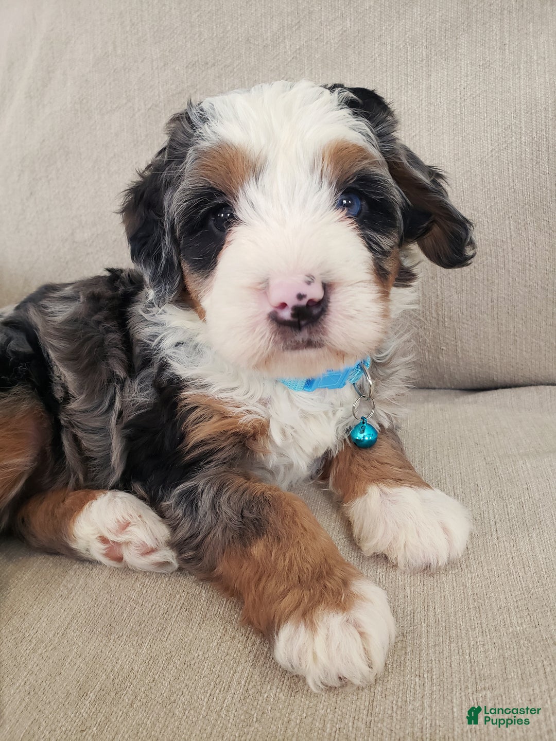 Mini Bernedoodle dogs for sale: Axel - Ad 2