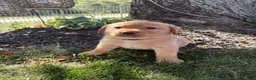 Labrador Retriever dogs for sale: Butter - Ad 4