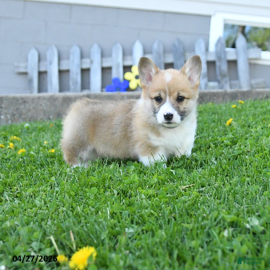 Welsh Corgi Pembroke dogs Bradly - Ad 2