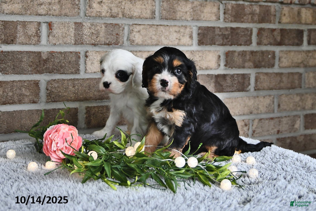 Acre View Puppies