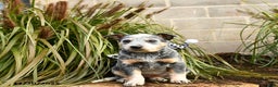 Australian Cattle Dog dogs for sale: Heather - Ad 5