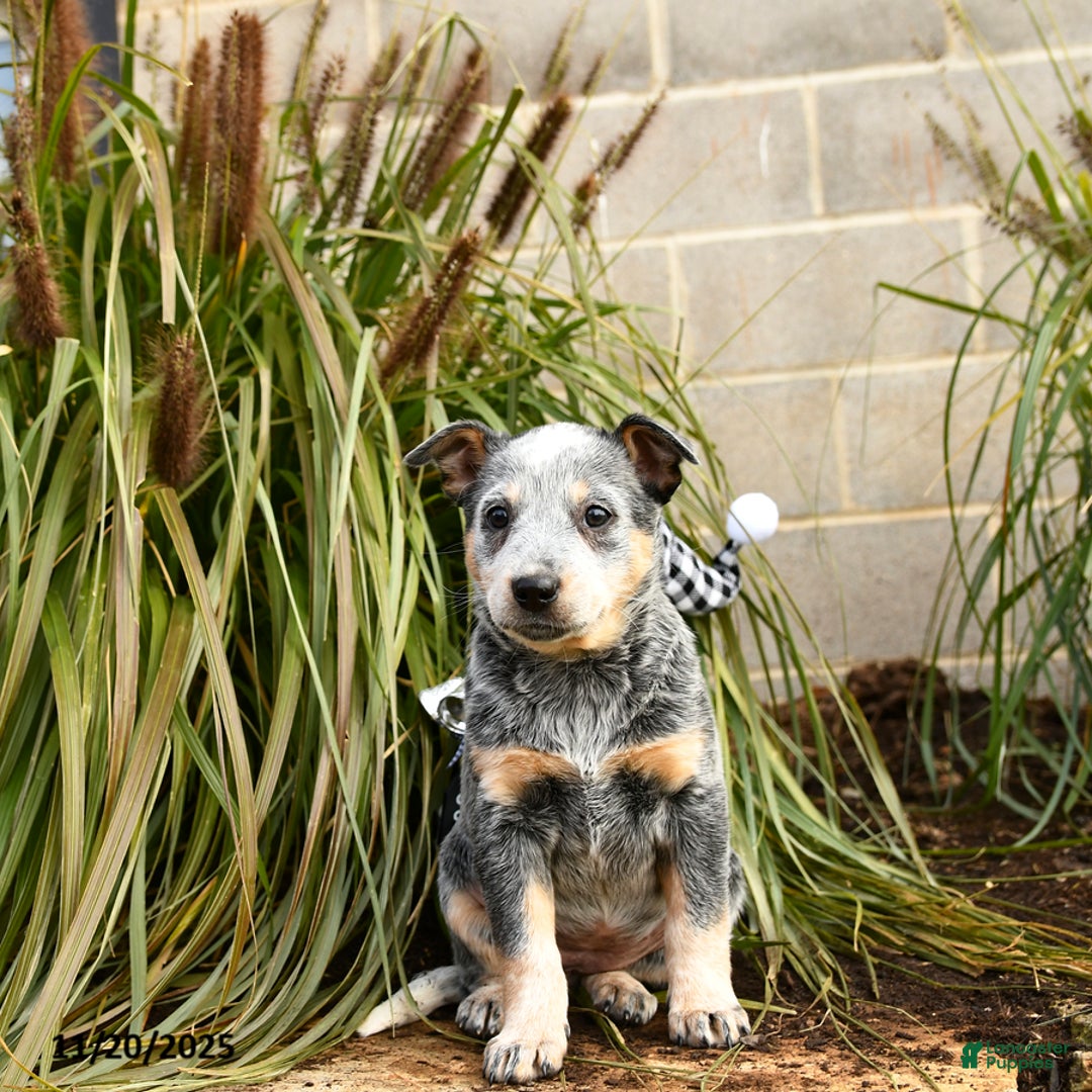 Australian Cattle Dog dogs for sale: Heather - Ad 5