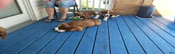 Mixed Breed dogs for sale: Marley - Ad 72