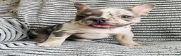 French Bulldog dogs for sale: Amber  - Ad 6
