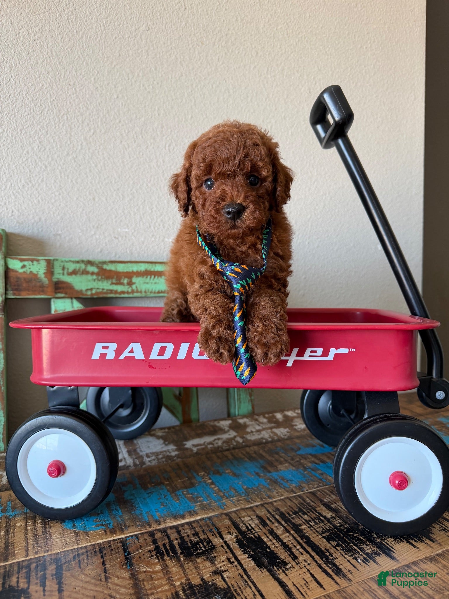 Toy Poodle dogs Akc Red Toy Poodle Boy - Ad 12