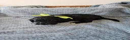 Portuguese Water Dog dogs for sale: Galaxy - Ad 4