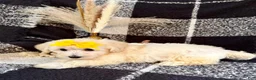 Schnoodle dogs for sale: Lola - Ad 5