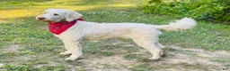 Goldendoodle dogs for stud: Priceless Beacon - Ad 3