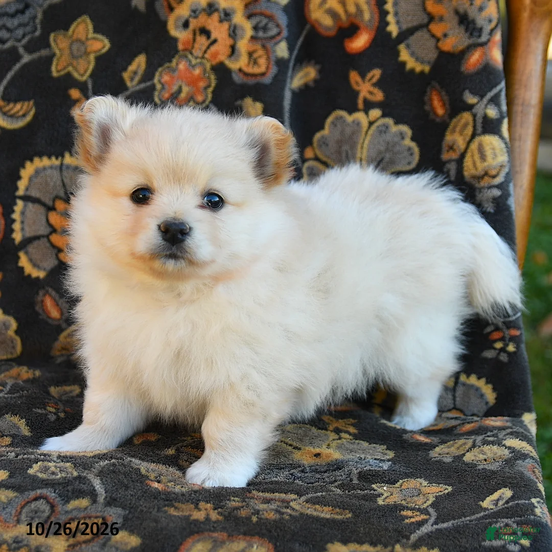 Cavapoo dogs for sale: Ice Cream - Ad 3