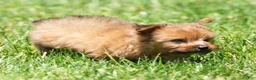 Yorkiepoo dogs for sale: Ranae - Ad 8