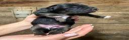 Australian Shepherd dogs for sale: Australian Shepherd 4 - Ad 2