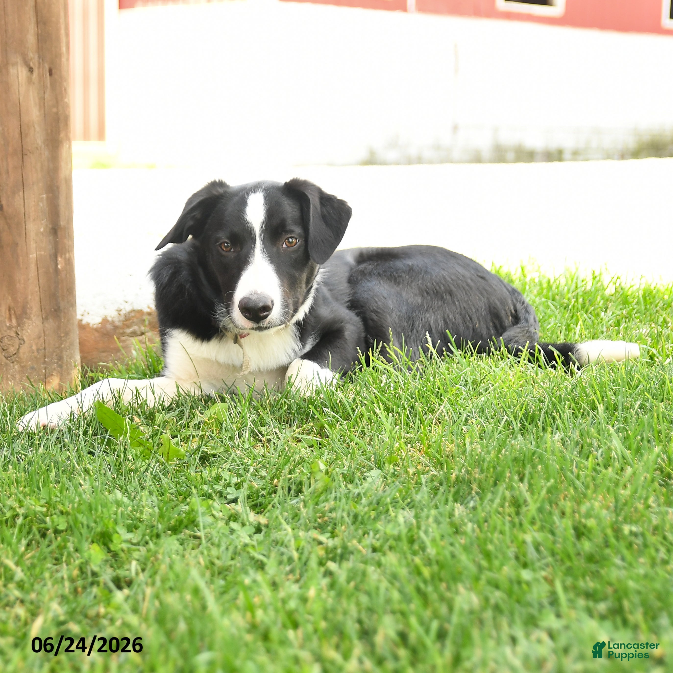 Border Collie dogs Ranger - Ad 2